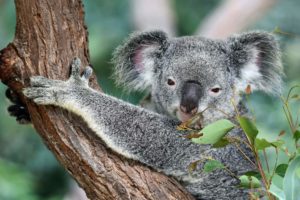 Vaihto-oppilaana Australiassa pääset tapaamaan eksoottisia eläimiä